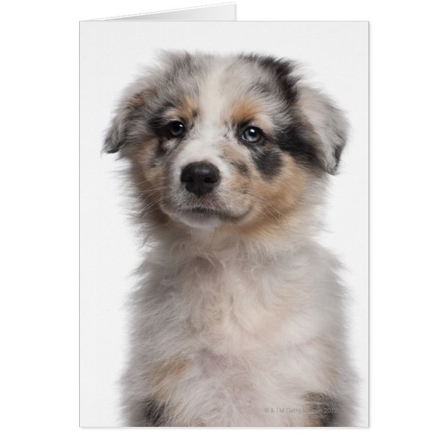 Blue Merle Australian Shepherd Welpe nah-up (Vorne)