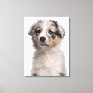 Blue Merle Australian Shepherd Welpe nah-up Leinwanddruck