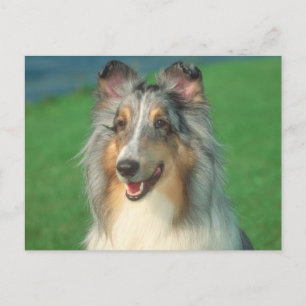 Blue Merle Collie Postkarte