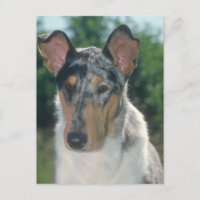 Blue Merle Collie Smooth Coat