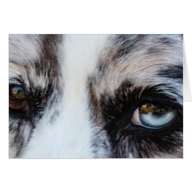 Blue Merle Dog (Vorderseite (Horizontal))