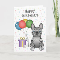 Blue Merle French Bulldog Niedlich Hund Happy Birt