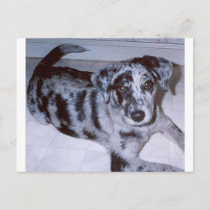 Blue merle puppy-Catahoula.pnng Postkarte