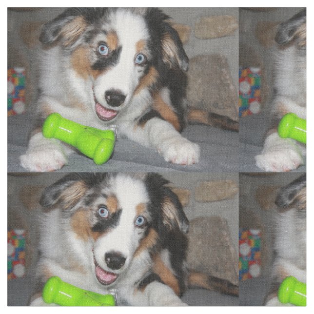 Blue merle puppy.png stoff (Nahaufnahme)