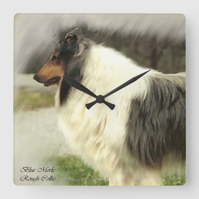 Blue Merle Rough Collie Geschenke Quadratische Wanduhr (Vorderseite)