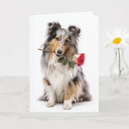 Blue Merle Sheltie Valentine – Gentle Devotion Karte