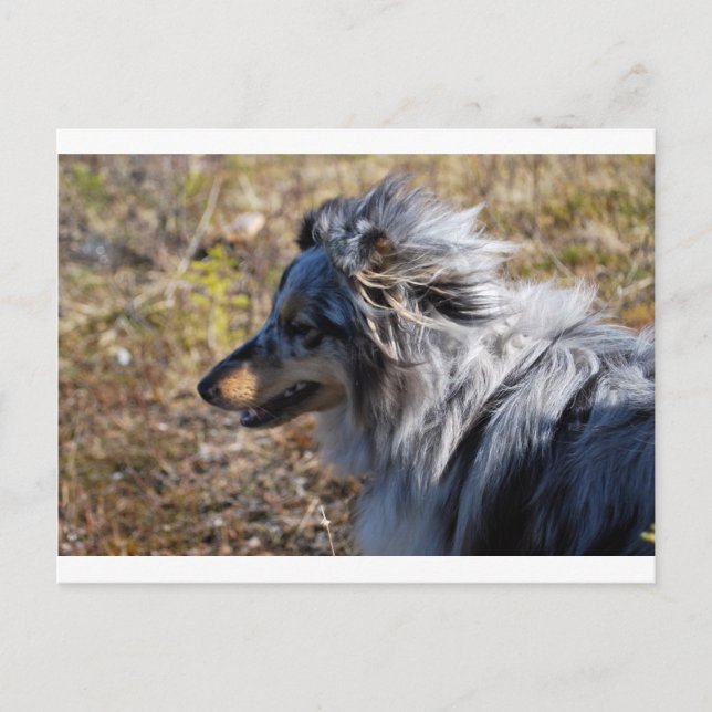Blue Merle Shetland Sheepdog Postkarte (Vorderseite)
