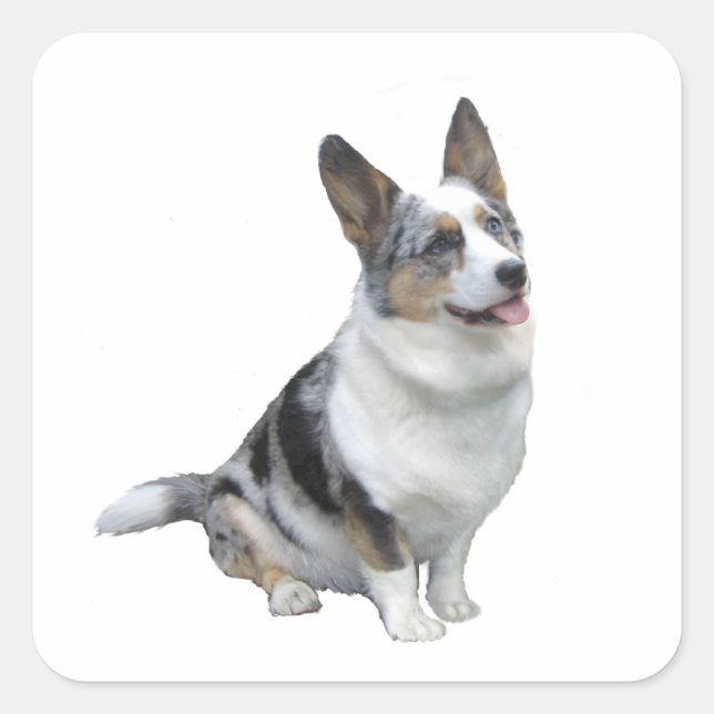 Blue Merle Welsh Corgi Quadratischer Aufkleber (Vorderseite)