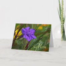 Blue Mexican Petunia Blume Muttertag