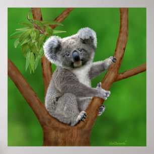 Blue-Mit Augen Baby Koala Bear Poster