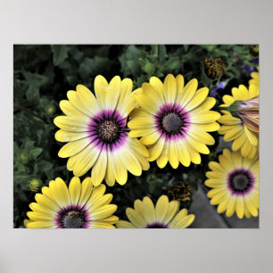 Blue Mit Augen Beauty African Daisy Osteospermum P Poster