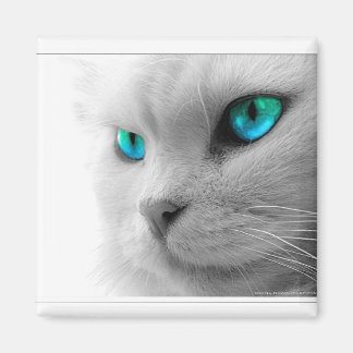 Blue Mit Augen Cat Magnet