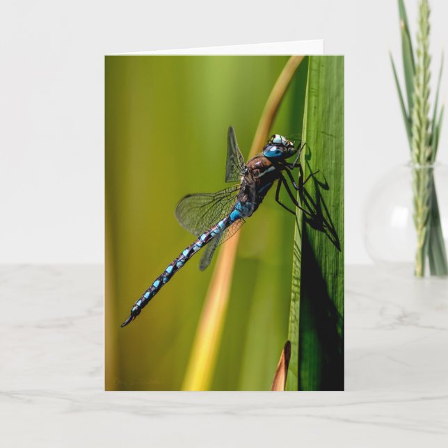 Blue-mit Augen Darner Dragonfly Dankeschön Karte (Vorderseite)