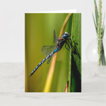 Blue-mit Augen Darner Dragonfly Dankeschön Karte