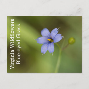 Blue Mit Augen Grass Virginia Wildblume Postkarte