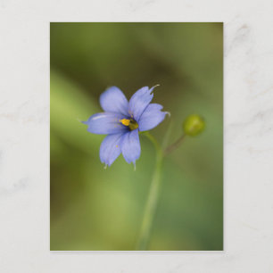 Blue Mit Augen Grass Wildblume Blumenbecher Postka Postkarte