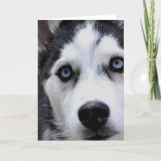 Blue Mit Augen Husky Grußkarten Karte