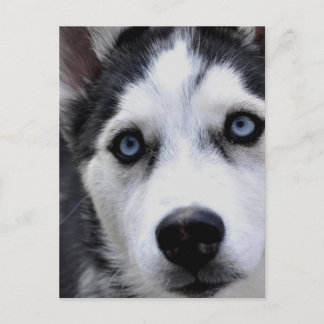 Blue Mit Augen Husky Postcard Postkarte