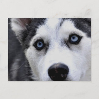 Blue Mit Augen Husky Postcard Postkarte