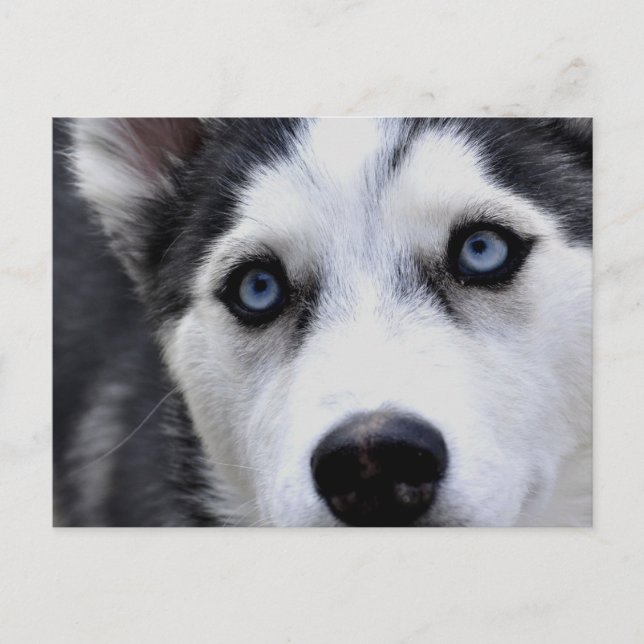 Blue Mit Augen Husky Postcard Postkarte (Vorderseite)