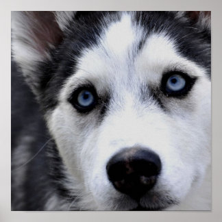 Blue Mit Augen Husky Poster