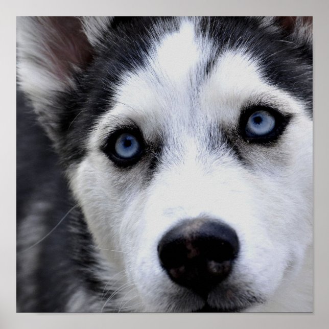 Blue Mit Augen Husky Poster (Vorne)