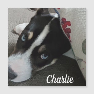 Blue Mit Augen Husky Puppy oder Add your own Dog F Magnetkarte