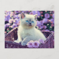 Blue Mit Augen Kitten Baby Cat In Basket Lilac Blu