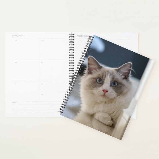 Blue Mit Augen Kitty Planer (Anzeige)