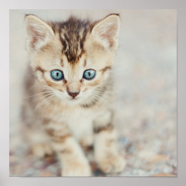 Blue Mit Augen Kitty Poster (Vorne)