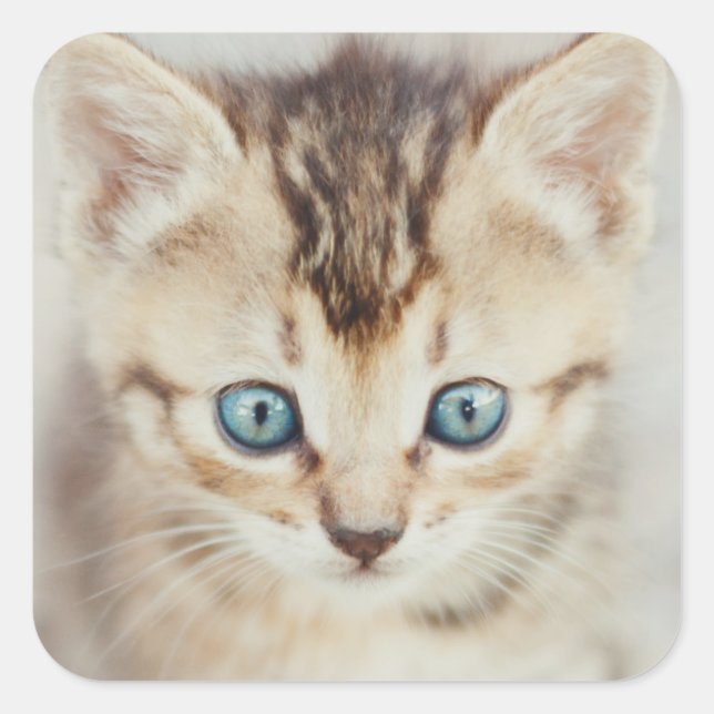 Blue Mit Augen Kitty Quadratischer Aufkleber (Vorderseite)