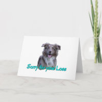 Blue Mit Augen Merle Rind Hunde Beileid Loss