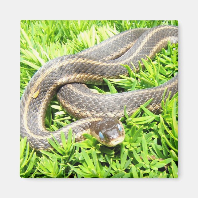 Blue Mit Augen Snake ~ Magnet (Vorne)