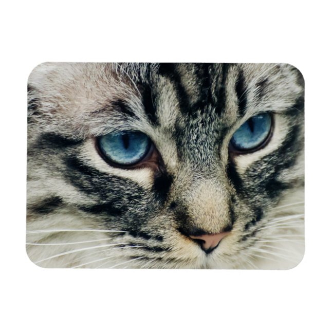 Blue-mit Augen Tabby Cat Face Nah-ip Magnet (Horizontal)