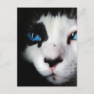 Blue Mit Augen Tuxedo Cat Nah Up Postkarte