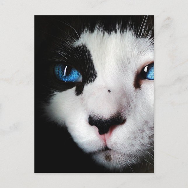 Blue Mit Augen Tuxedo Cat Nah Up Postkarte (Vorderseite)