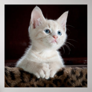Blue Mit Augen White Kitten Poster