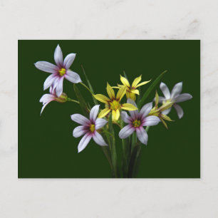 Blue-Mit Augen Wildblume-Postkarte Frühjahr Postkarte