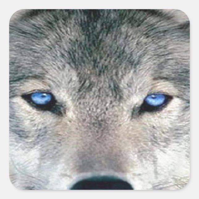 Blue Mit Augen Wolf Quadratischer Aufkleber (Vorderseite)