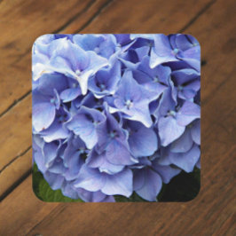 Blue Mophead Hydrangea Floral Getränkeuntersetzer