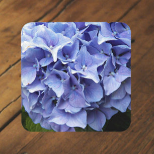 Blue Mophead Hydrangea Floral Getränkeuntersetzer