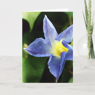 Blue Morning Glory Blume Karte