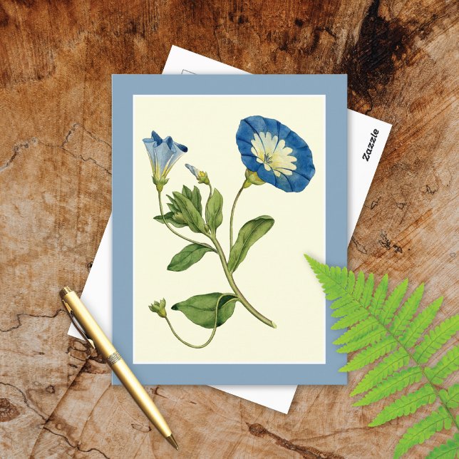 Blue Morning Glory Vine Illustration Postcard Postkarte (Von Creator hochgeladen)