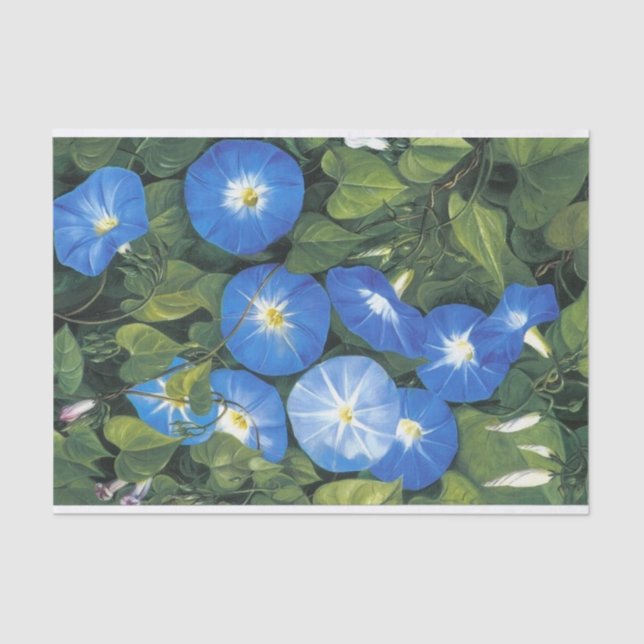 Blue Morning Glory von Marianne North Seidenpapier (Vorderseite)