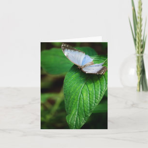 Blue Morpho 112 Card Karte
