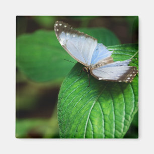 Blue Morpho 112 Magnet