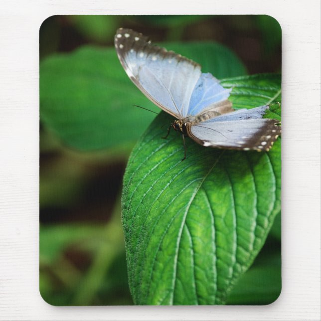 Blue Morpho 112 Mousepad (Vorne)