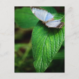 Blue Morpho 112 Postkarte