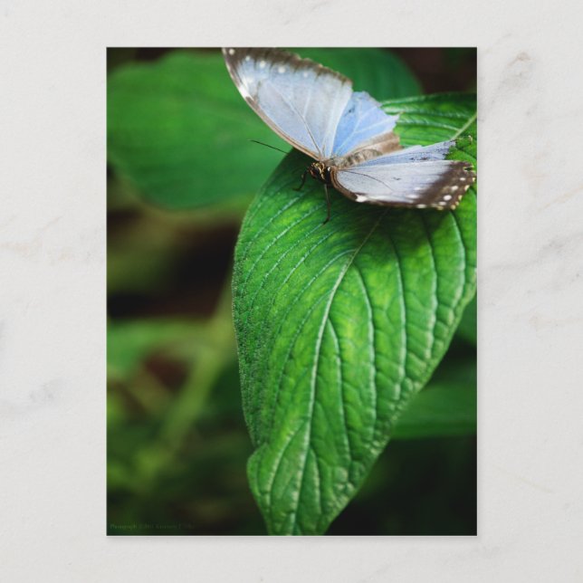 Blue Morpho 112 Postkarte (Vorderseite)