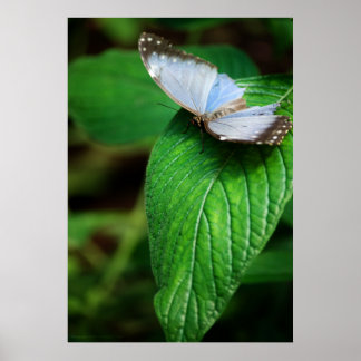 Blue Morpho 112 Print Poster